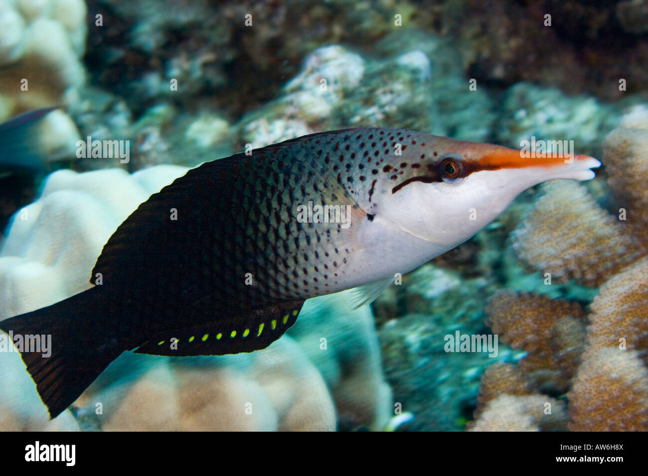 This is the initial female phase of the bird wrasse, Gomphosus varius, Hawaii. Stock Photo
