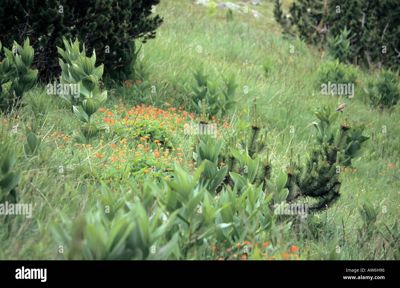 Alpine meadow plants in Pirin Mountains Bulgaria Stock Photo