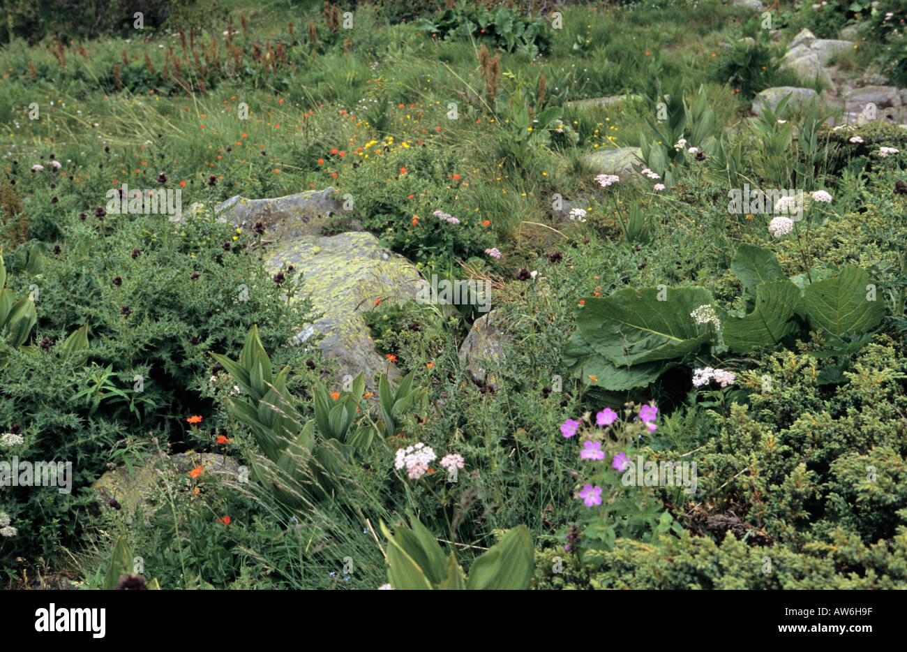 Alpine wildflowers crawling on the ground in Pirin Mountains Bulgaria Stock Photo