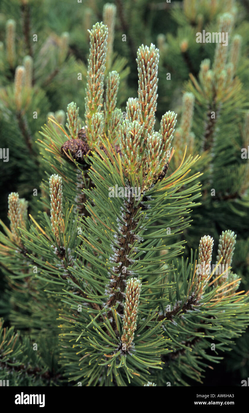 Dwarf mountain pine Pinus mugo in Pirin National Park Bulgaria Stock Photo