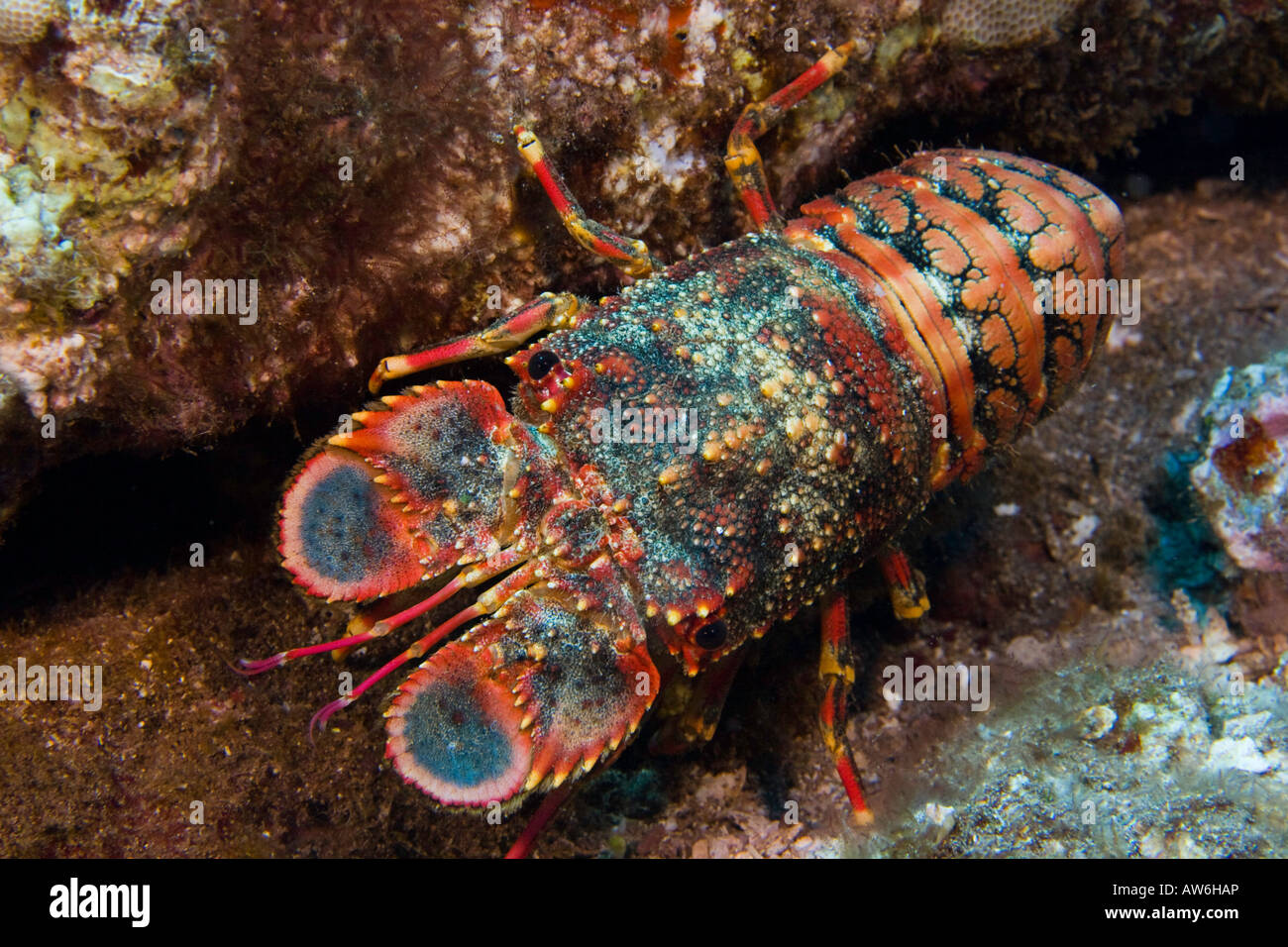 Regal slipper lobsters, Arctides regalis, are also called shovel nosed lobsters, Hawaii. Stock Photo