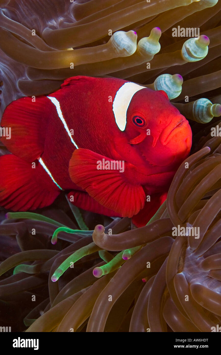 Female spine cheek anemonefish, Premnas biaculeatus, and sea anemone, Entacmaea quadricolor, Indonesia. Stock Photo