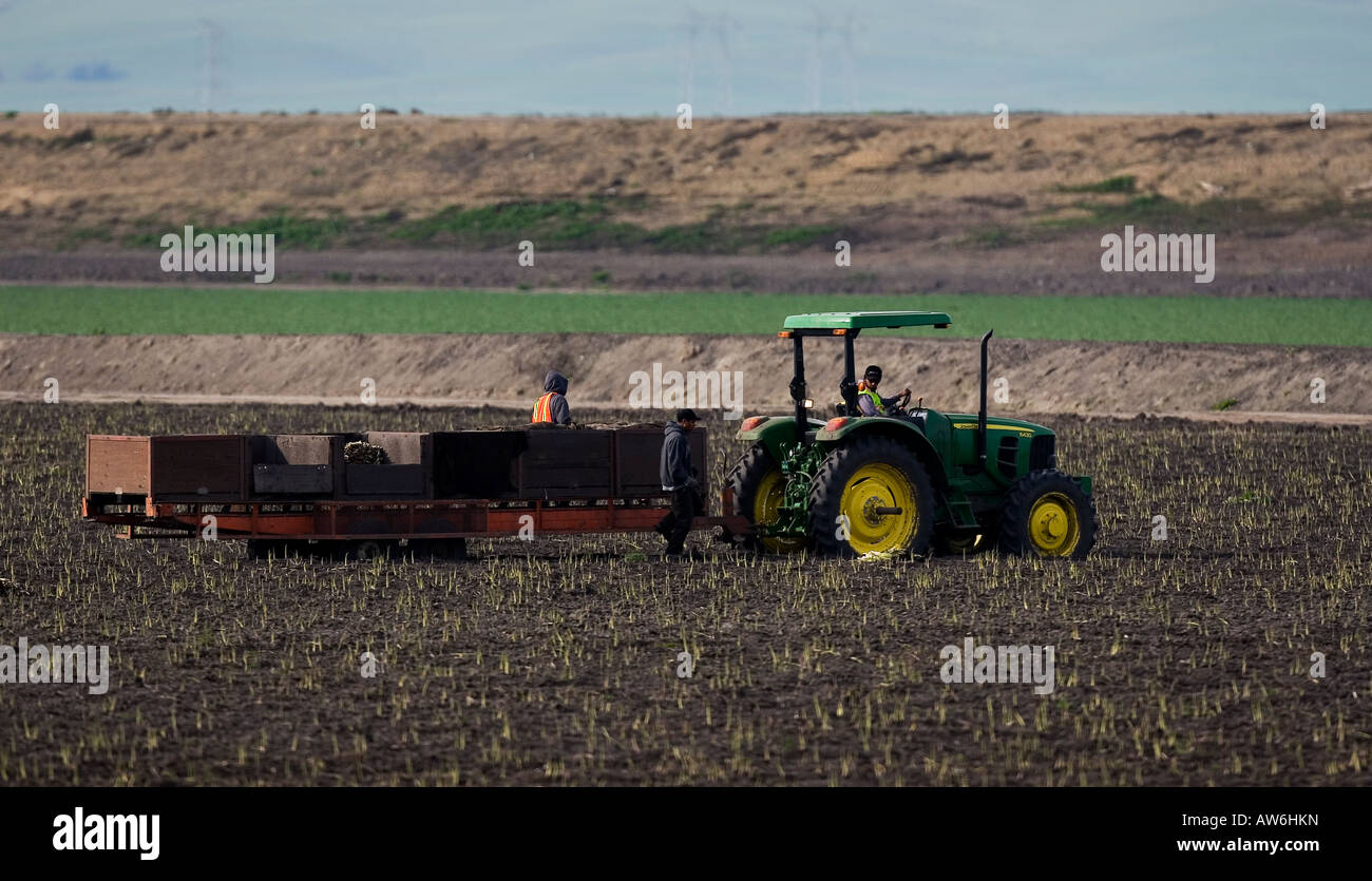 Farm workers harvest onions in San Joaquin County, California on March 7, 2008. (Photo by Kevin Bartram) Stock Photo