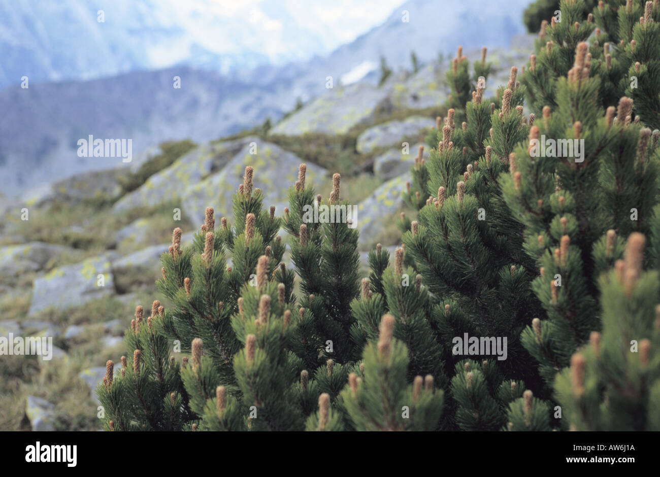 Dwarf pine Pinus mugo in Pirin National Park Bulgaria Stock Photo
