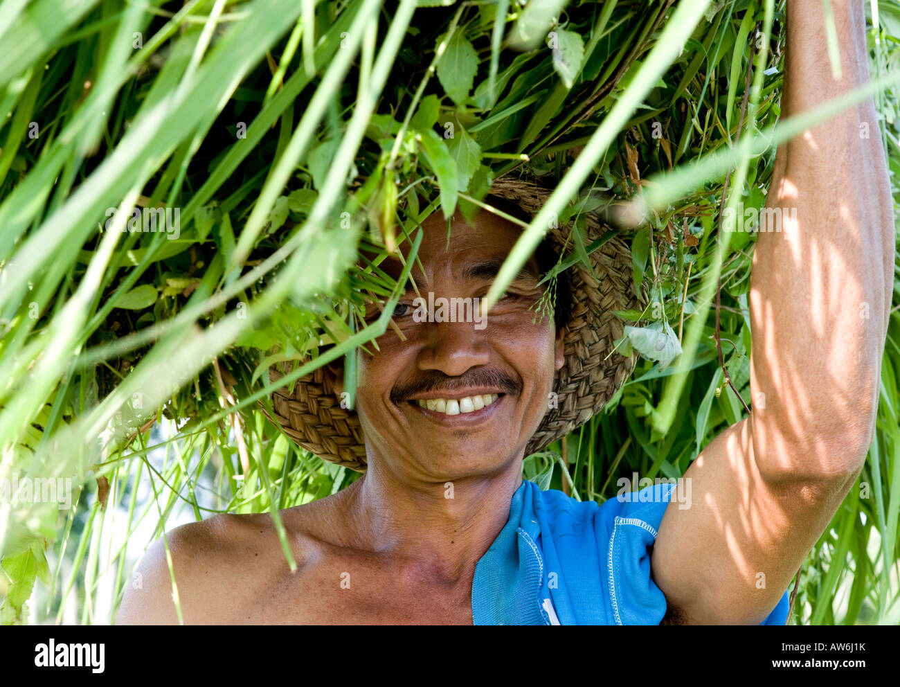 Rice Reeds Man carrying seedlings hi-res stock photography and images - Alamy