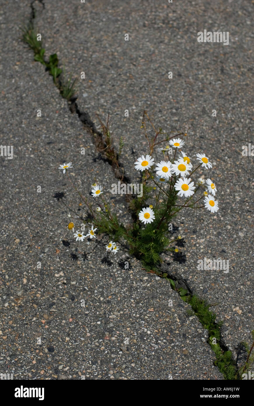 Daisies growing through a crack in asphalt pavement Stock Photo