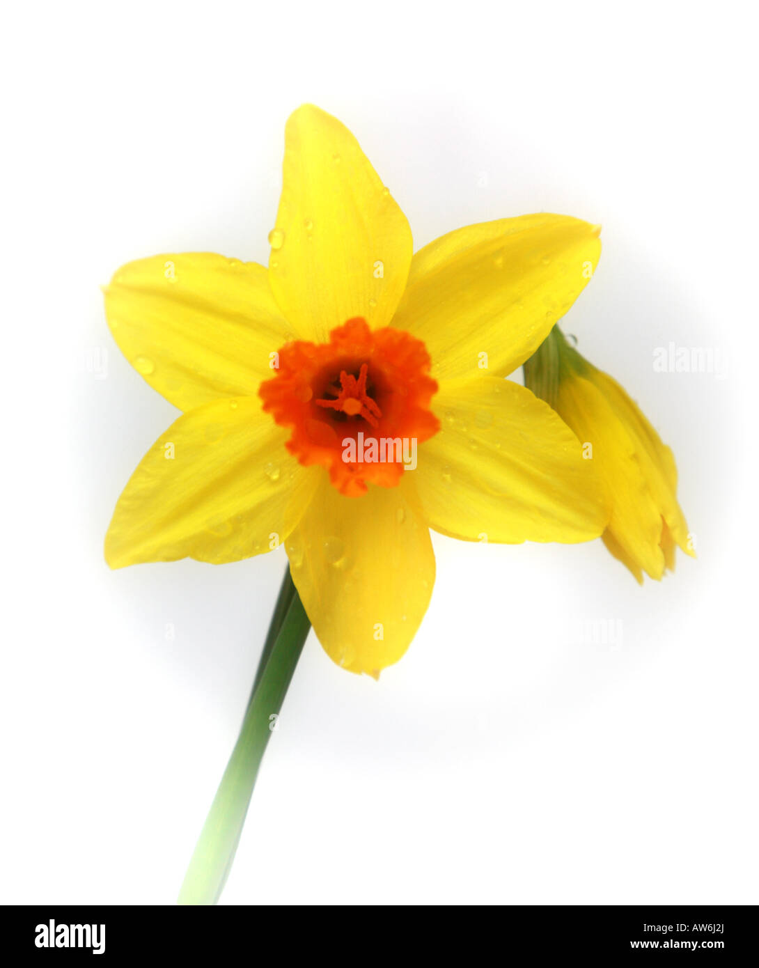 Daffodils in Closeup Stock Photo Alamy