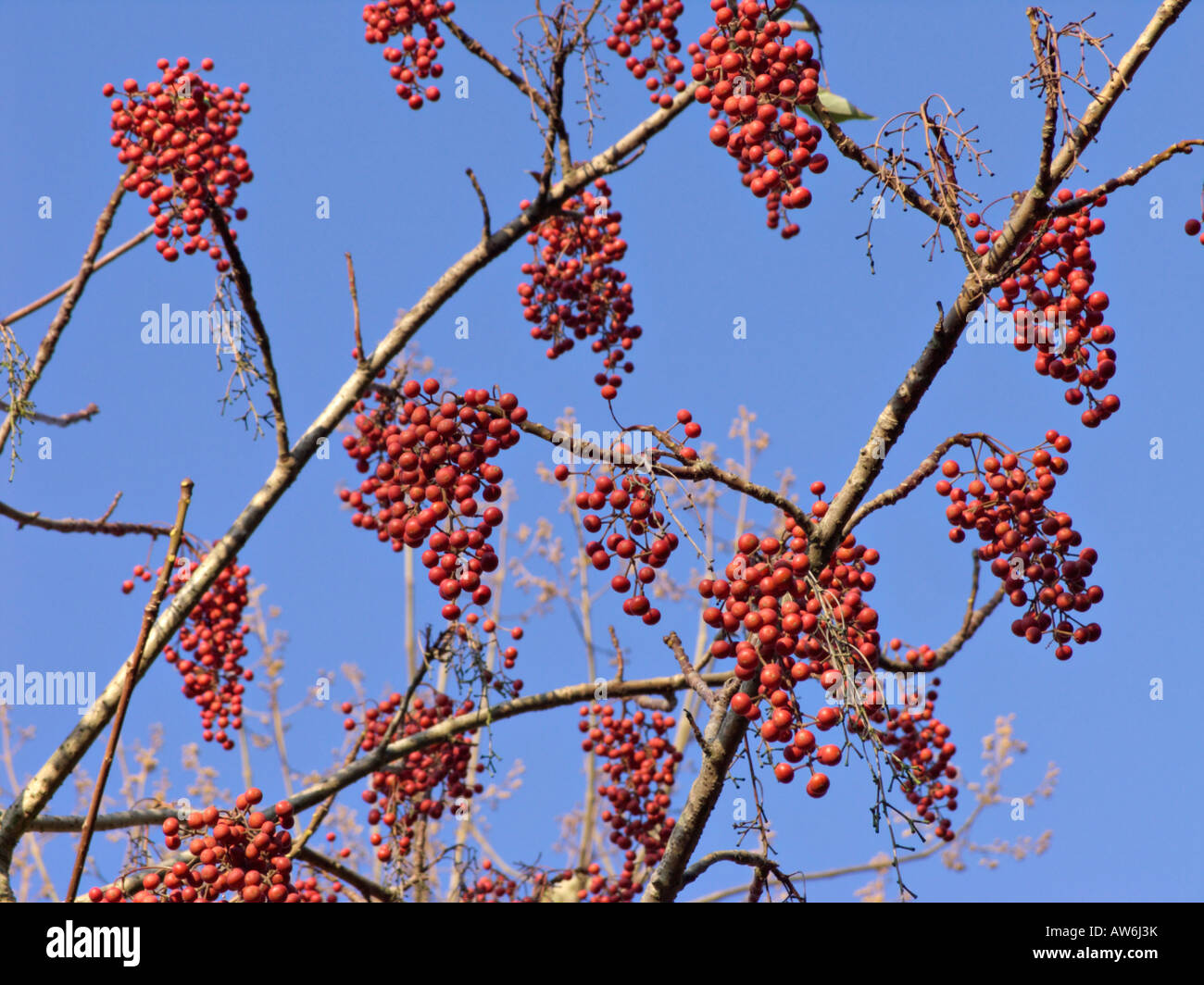 Japanese orange cherry (Idesia polycarpa) Stock Photo