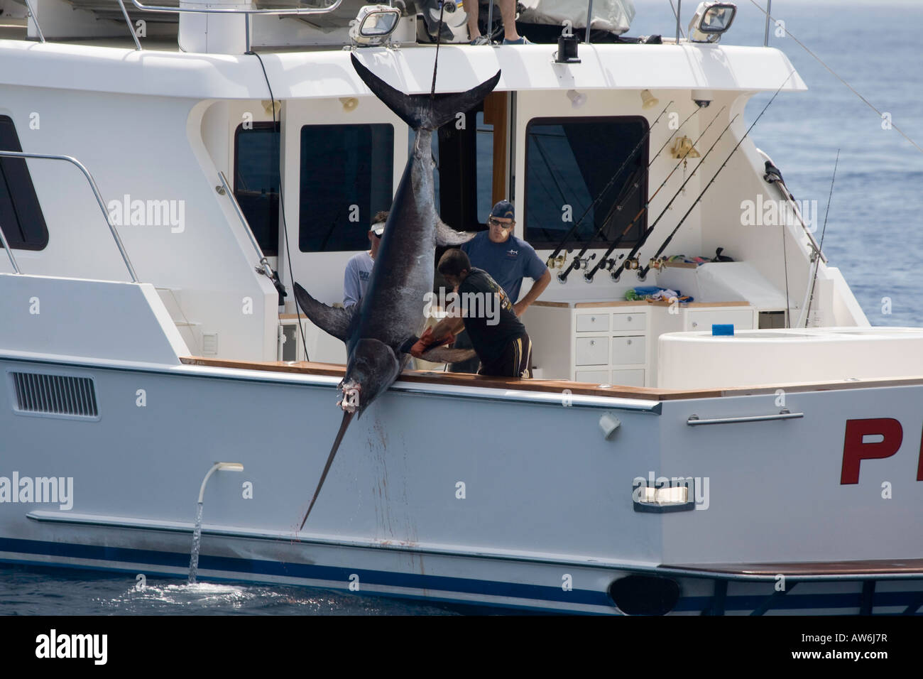 Swordfish, Xiphias gladius, is being hauled onboard off Catalina Island, California, USA. Stock Photo