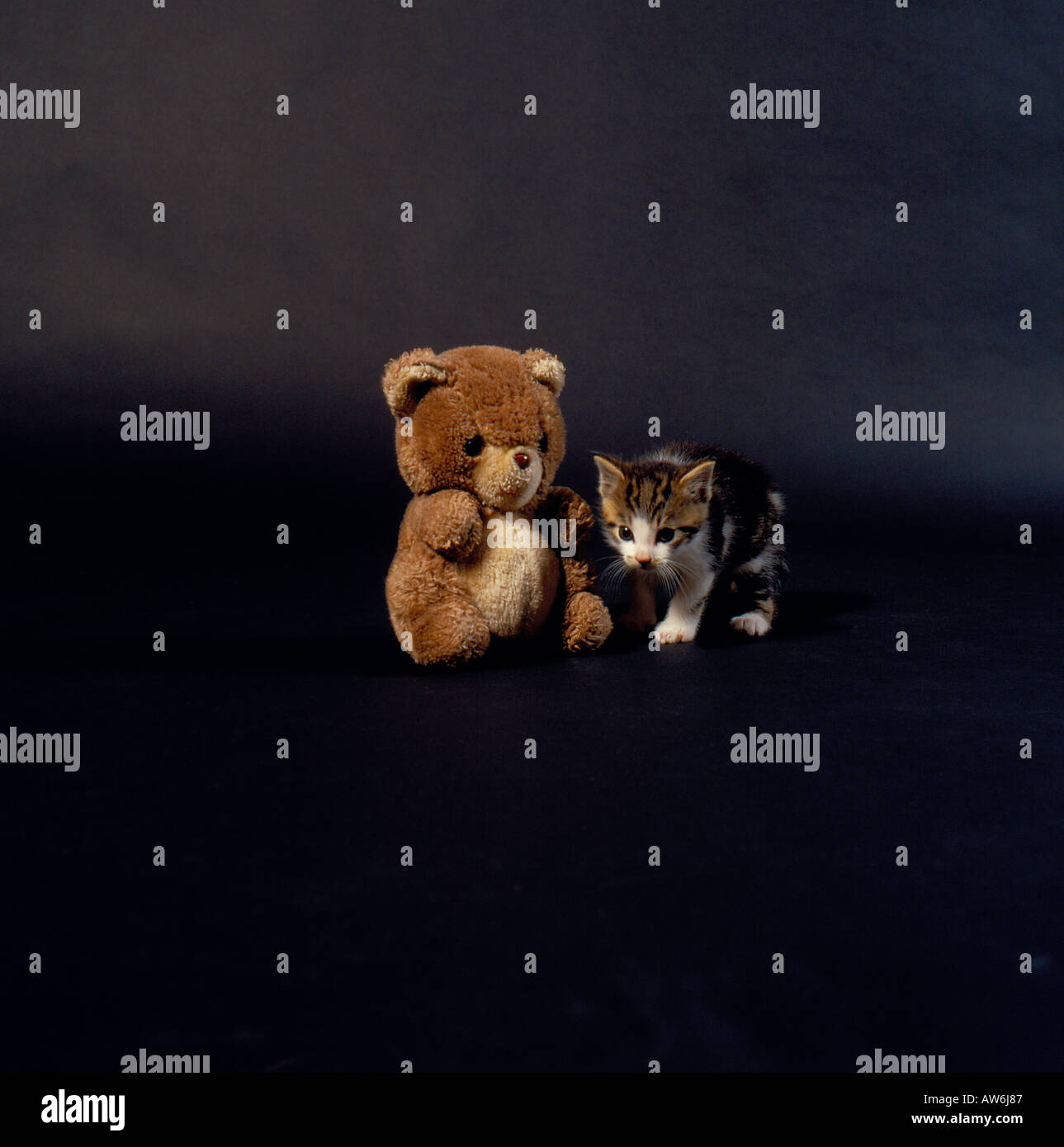 teddy bear and  cat looking at camera.  Photo by Willy Matheisl Stock Photo
