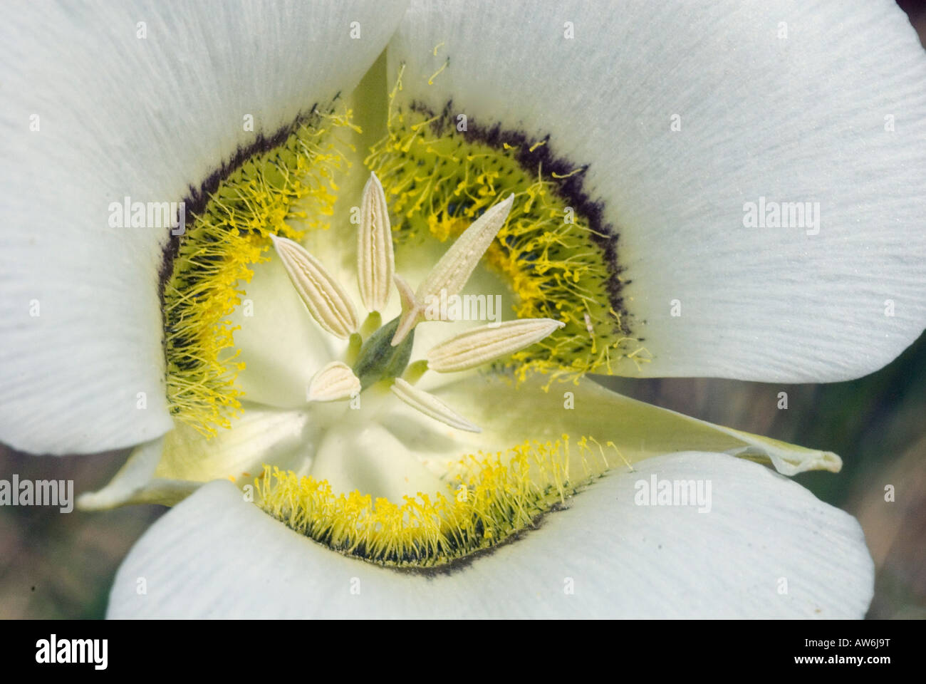 Sego lily flower utah america hi-res stock photography and images - Alamy