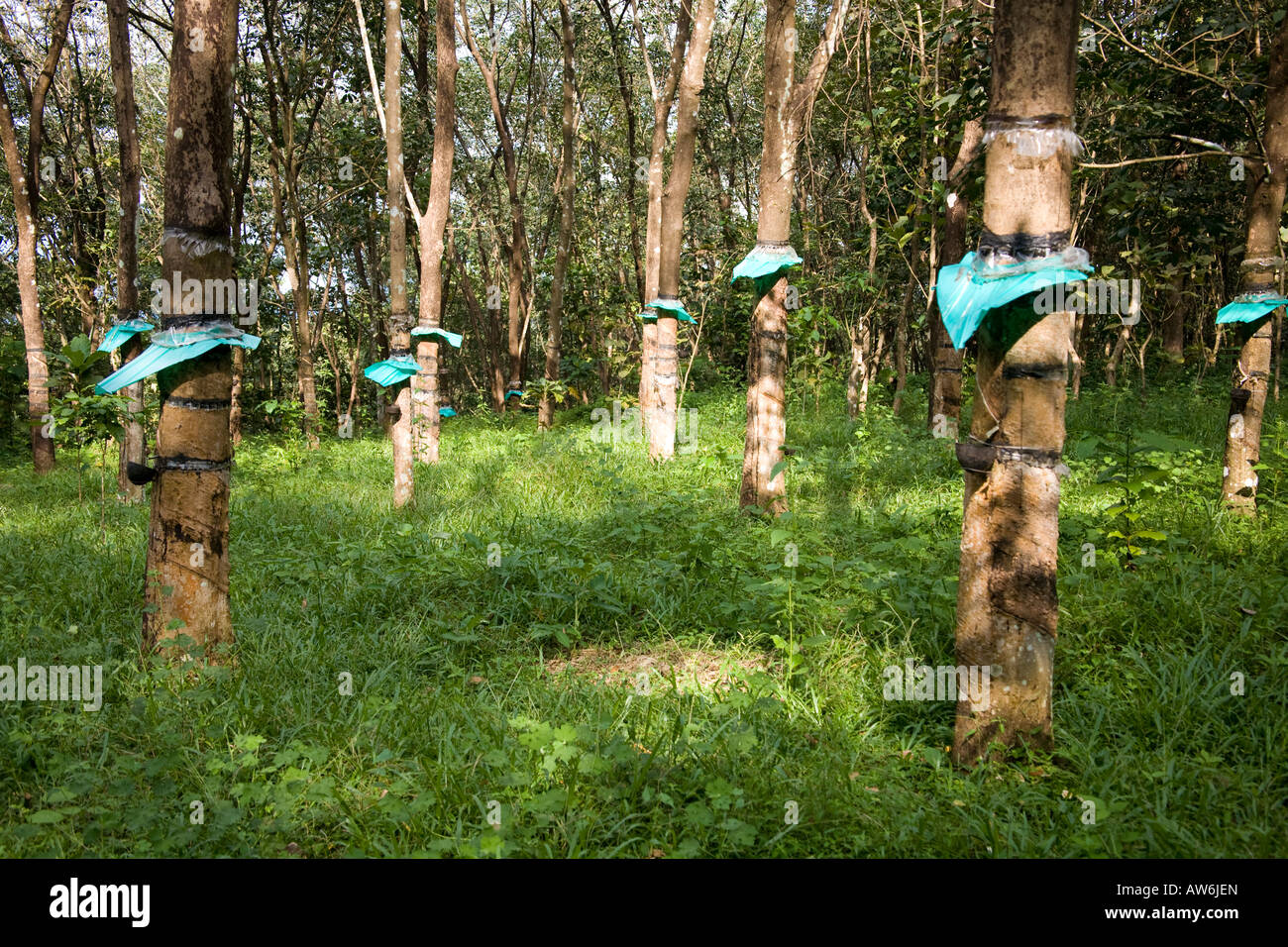 Rubber trees in a plantation, Mundackal Estate, Kothamangalam, Kerala