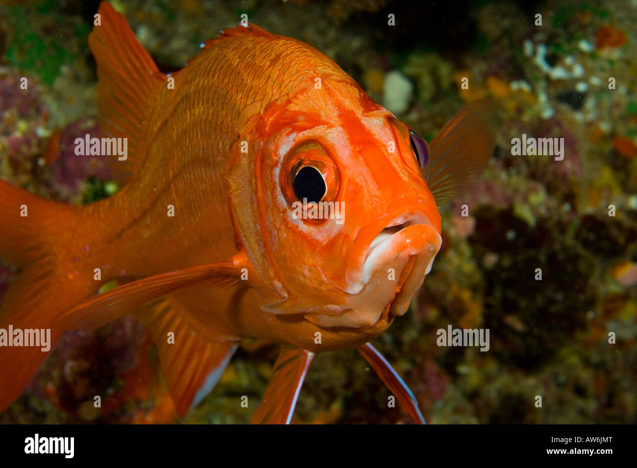 Tahitian squirrelfish, Sargocentron tiere, Hawaii. Stock Photo