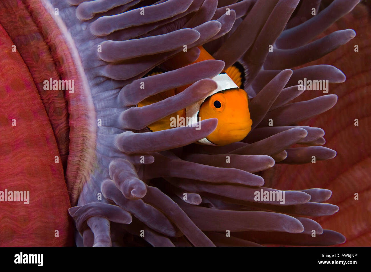 Clown anemonefish, Amphiprion percula, in anemone, Heteractis magnifica, Indonesia. Stock Photo
