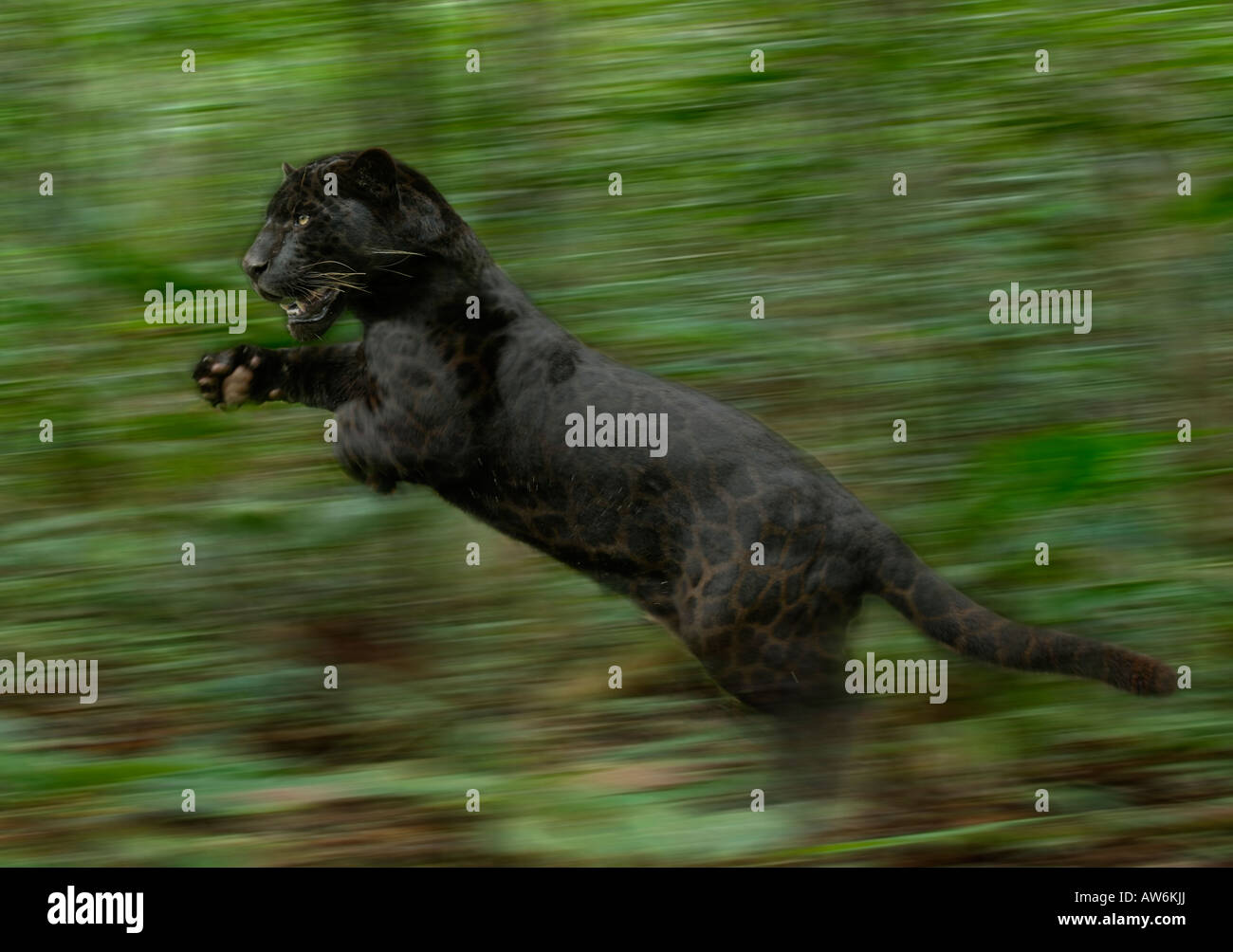 Black Panther or Black Jaguar Panthera onca running Stock Photo - Alamy