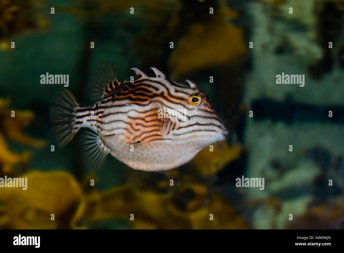 Aracana aurita, stripped cowfish swimming in a clear crystal water of an  aquarium Stock Photo - Alamy