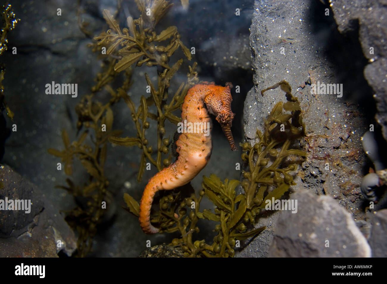 The West Australian seahorse, Hippocampus elongatus, comes in a range of colors, Australia. Stock Photo