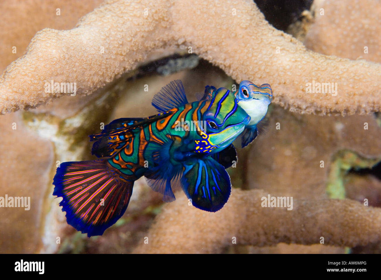 Male and female mandarinfish, Synchiropus splendidus, performing a mating dance off Yap Island, Micronesia. Stock Photo