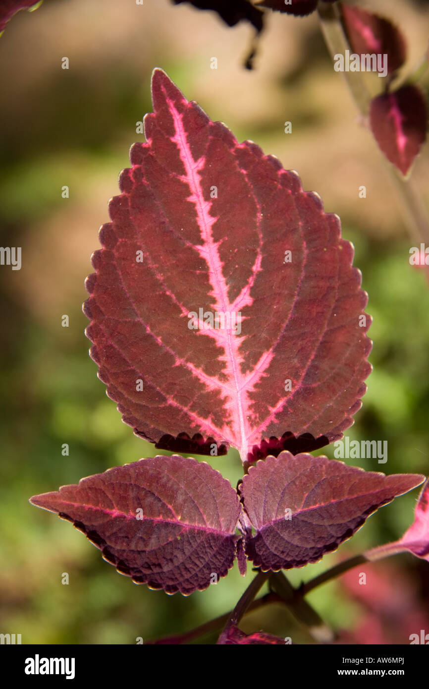 Colourful leaves of plant in a garden, Kerala, India Stock Photo Alamy