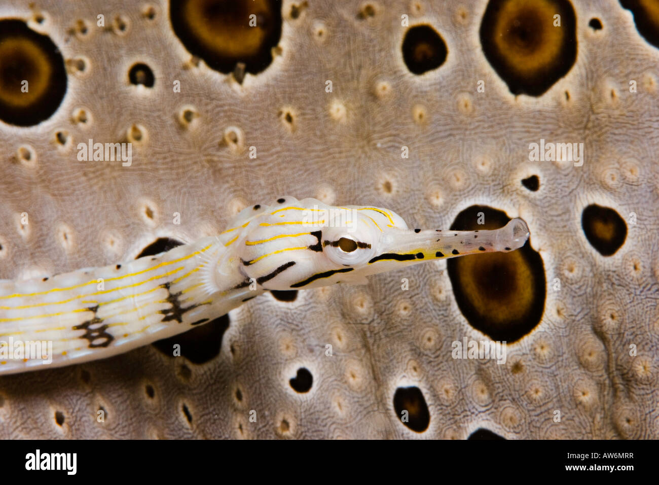 Yellow scribbled pipefish, Corythoichthys sp. Yap, Micronesia. Stock Photo