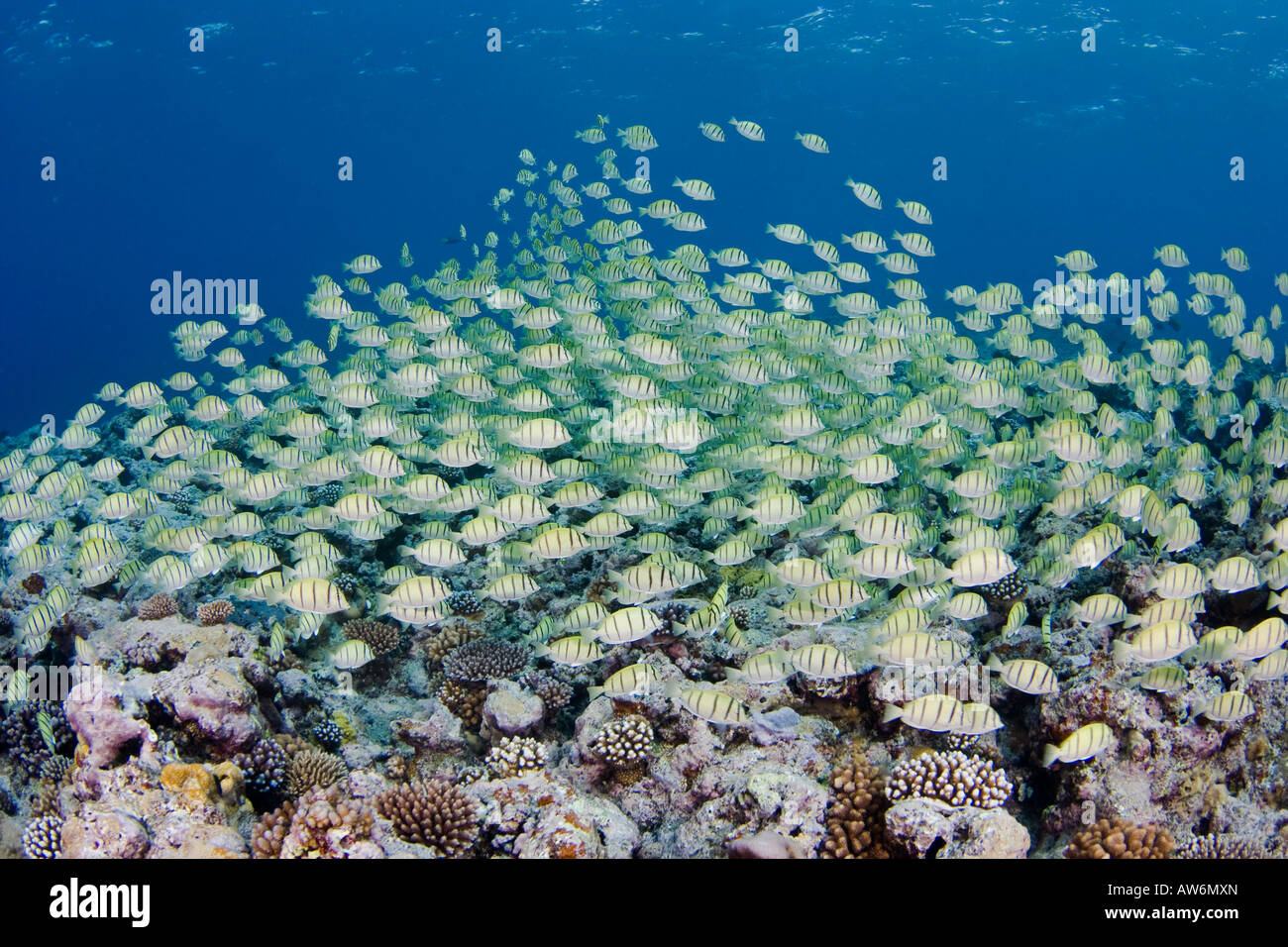 Schooling convict surgeonfish, Acanthurus triostegus, also known as convict tangs, Yap, Micronesia. Stock Photo