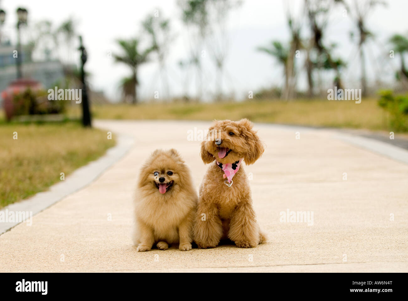 A poodle and A Pomeranian Stock Photo - Alamy