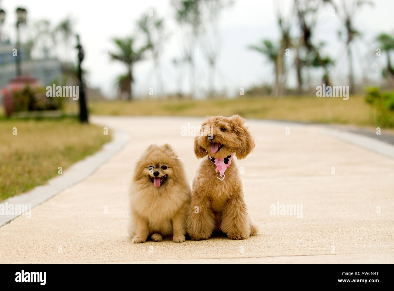 Pomeranian toy best sale poodle