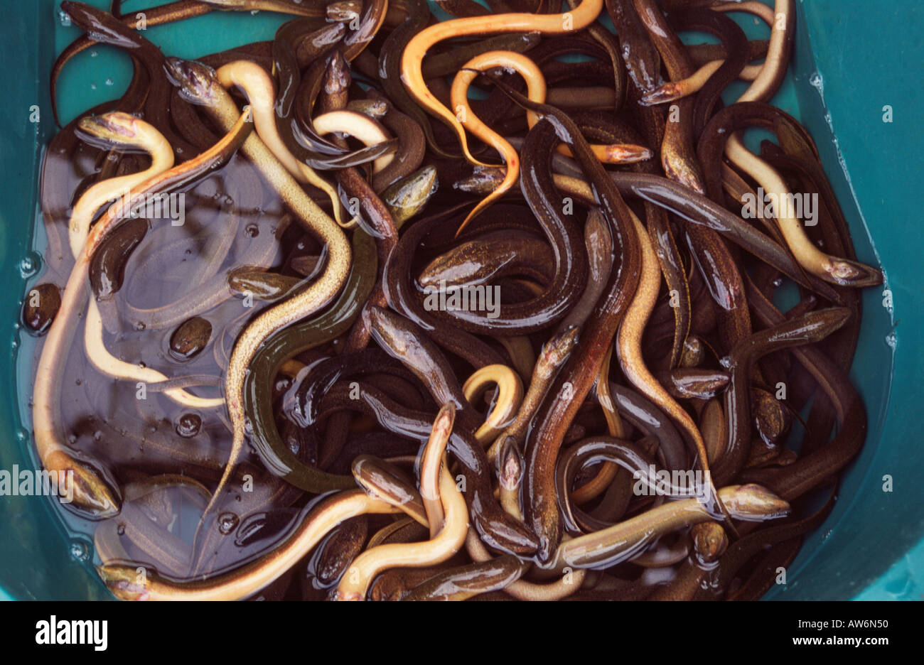 Live eels hi-res stock photography and images - Alamy