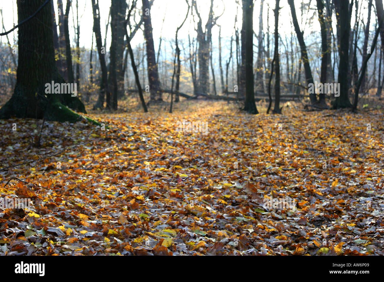 Autumn in the forest Stock Photo - Alamy