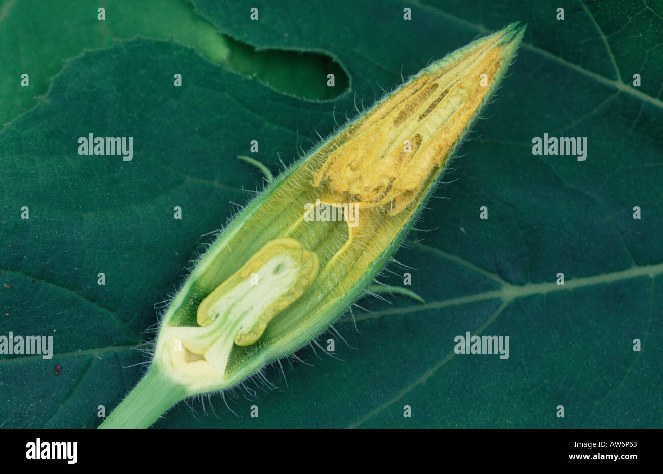 Pumpkin flower bud cross section Stock Photo Alamy