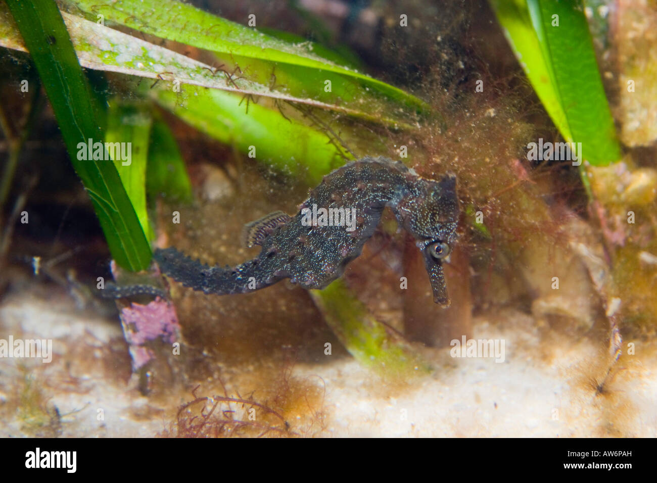 White's seahorse, Hippocampus whitei, is also known as the Sydney seahorse, Australia. Stock Photo