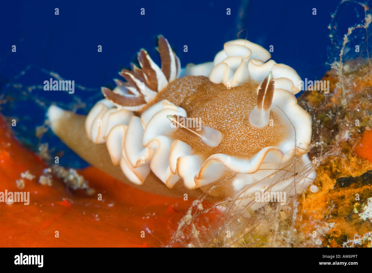 At about one inch in length Glossodoris rufomarginata is one of the most common nudibranches found in Hawaii. Stock Photo