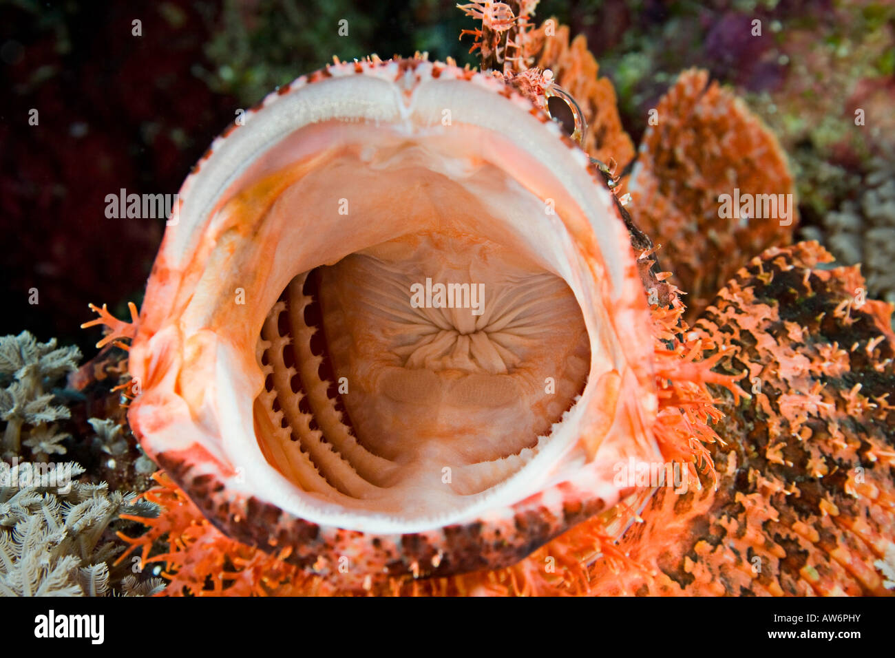 Scorpionfish, Scorpaenopsis oxycephala, Yap, Micronesia. Stock Photo
