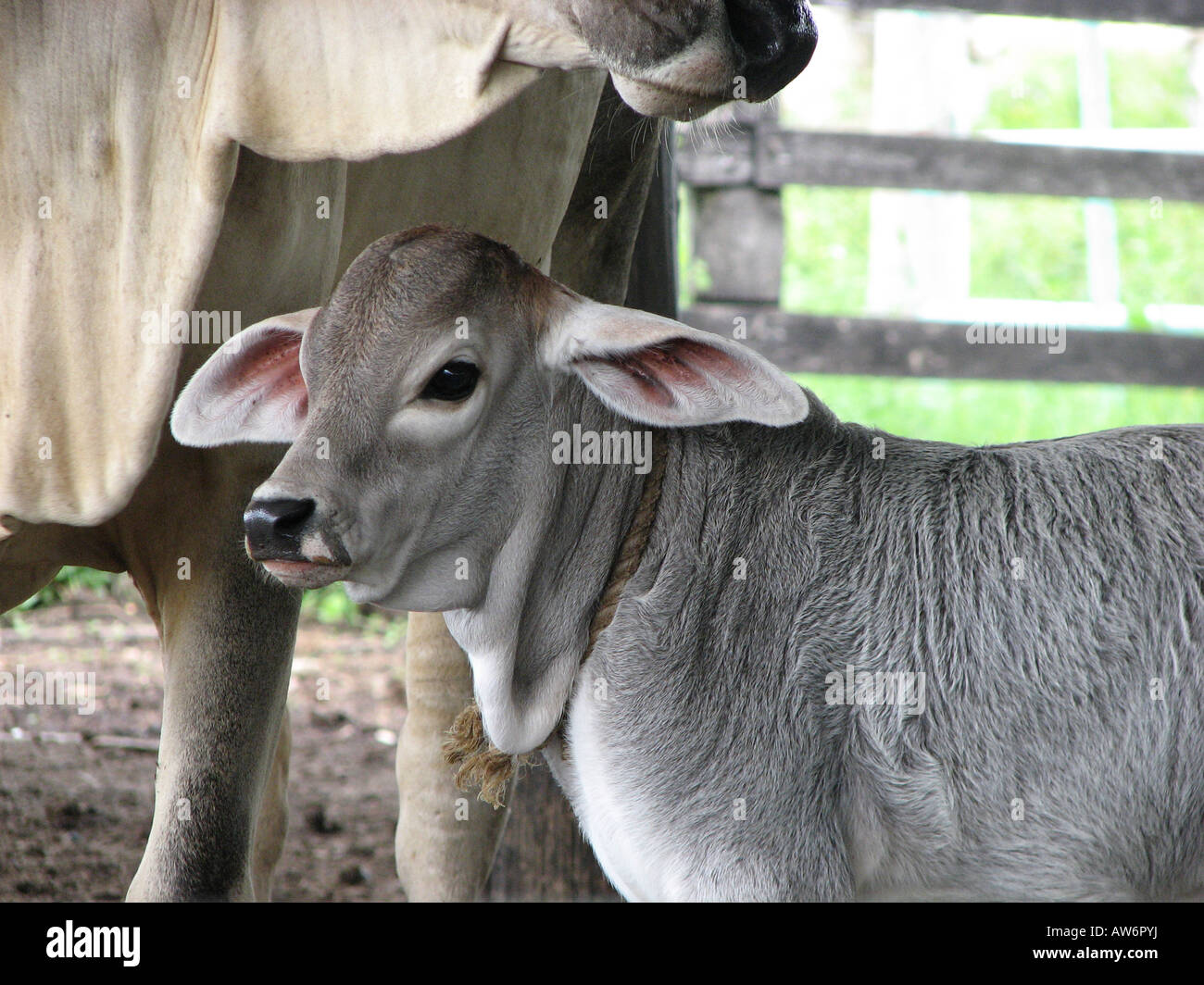 baby cow Stock Photo