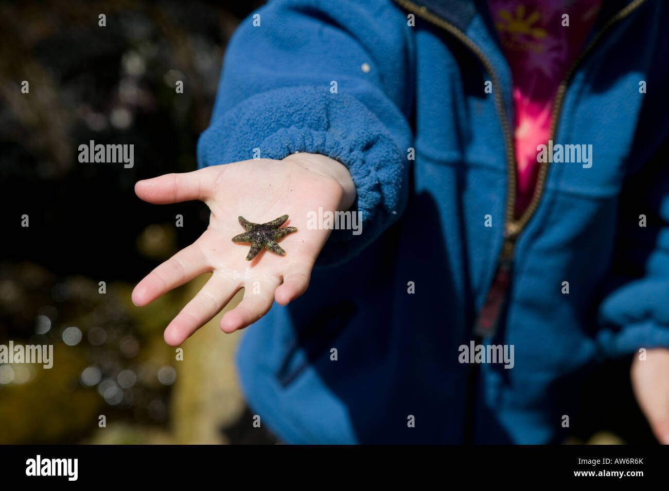 Girl and small starfish Monterey Bay, California, USA Stock Photo