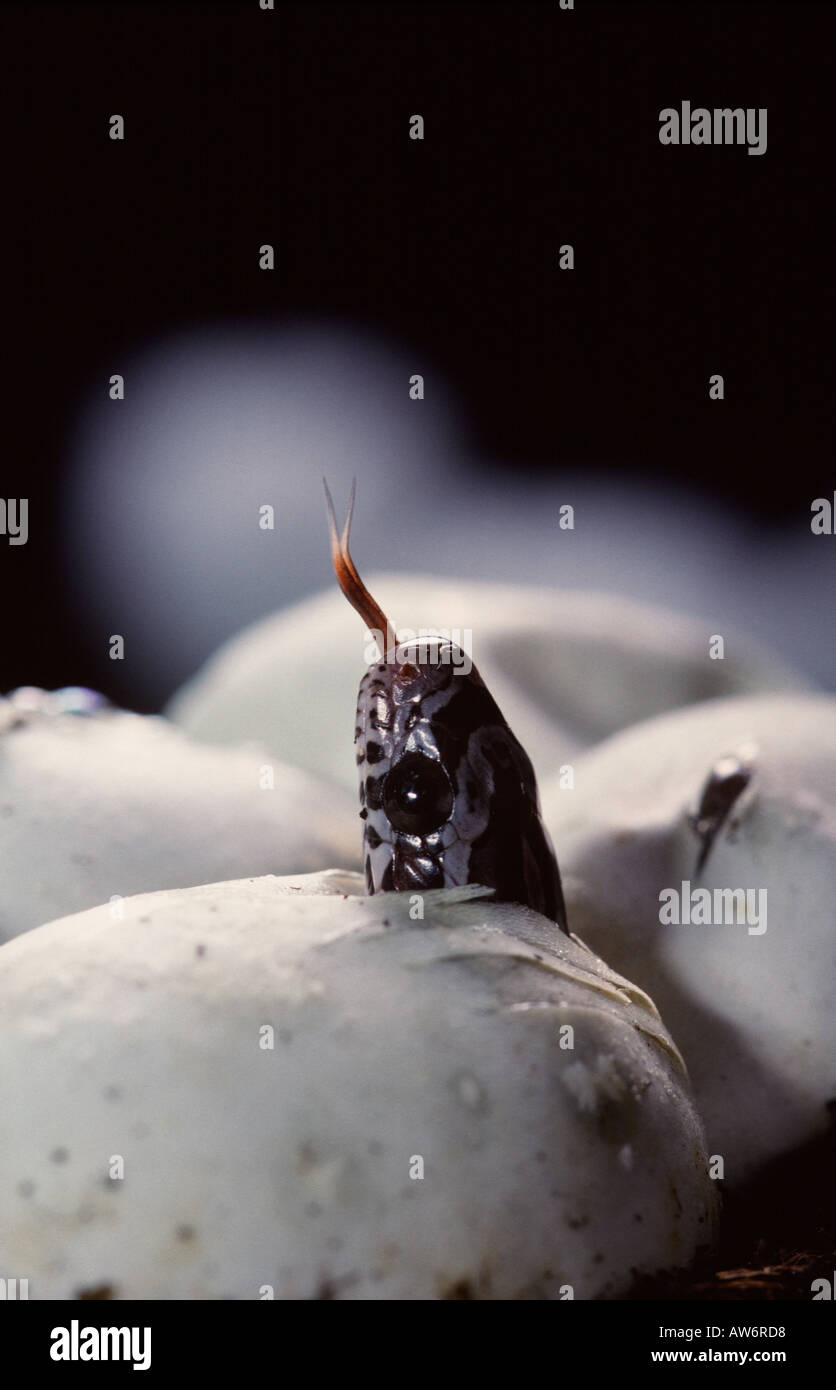 Corn SnakeElaphe guttata. Egg Hatching Stock Photo Alamy