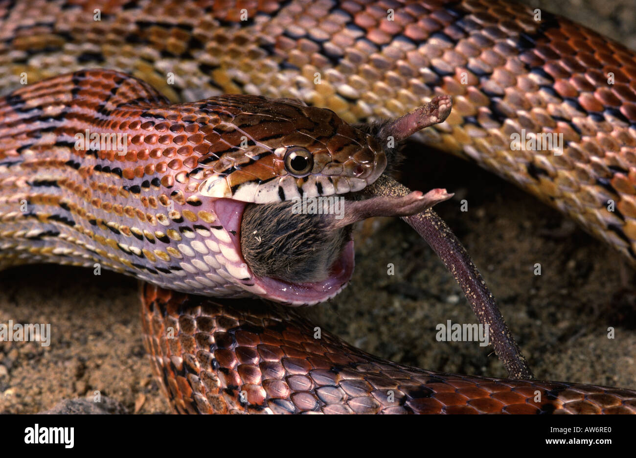 Corn SnakeElaphe guttata. Adult feeding on mouse Stock Photo Alamy
