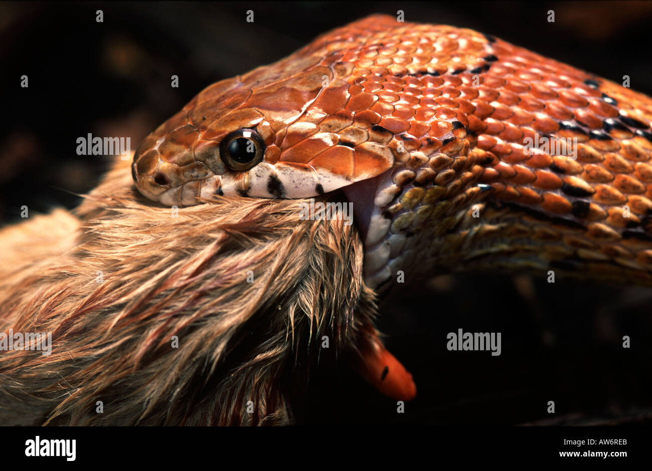 Corn SnakeElaphe guttata. Adult feeding on mouse Stock Photo Alamy