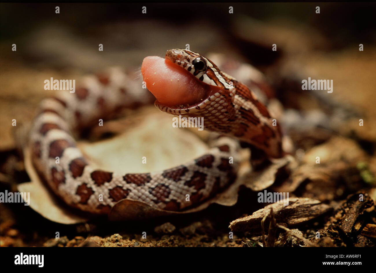 Corn SnakeElaphe guttata. Baby feeding on new born mouse Stock Photo Alamy