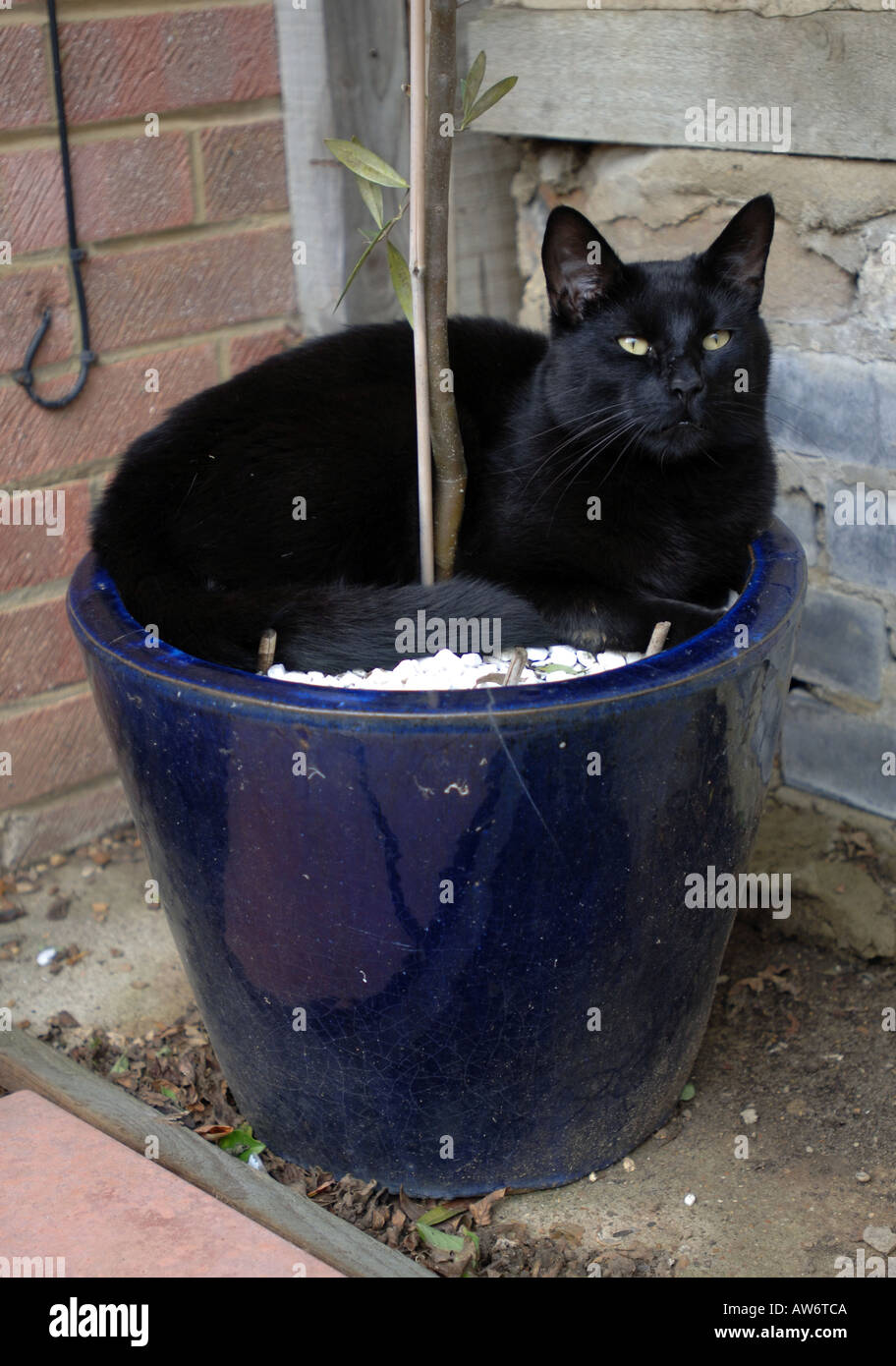 cat in a plant pot Stock Photo Alamy