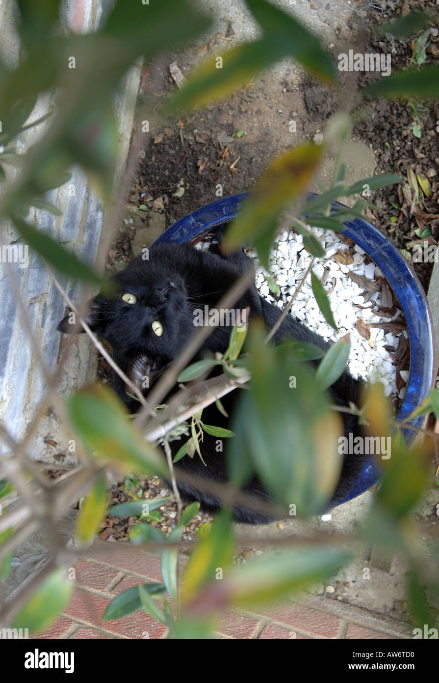cat in a plant pot Stock Photo Alamy