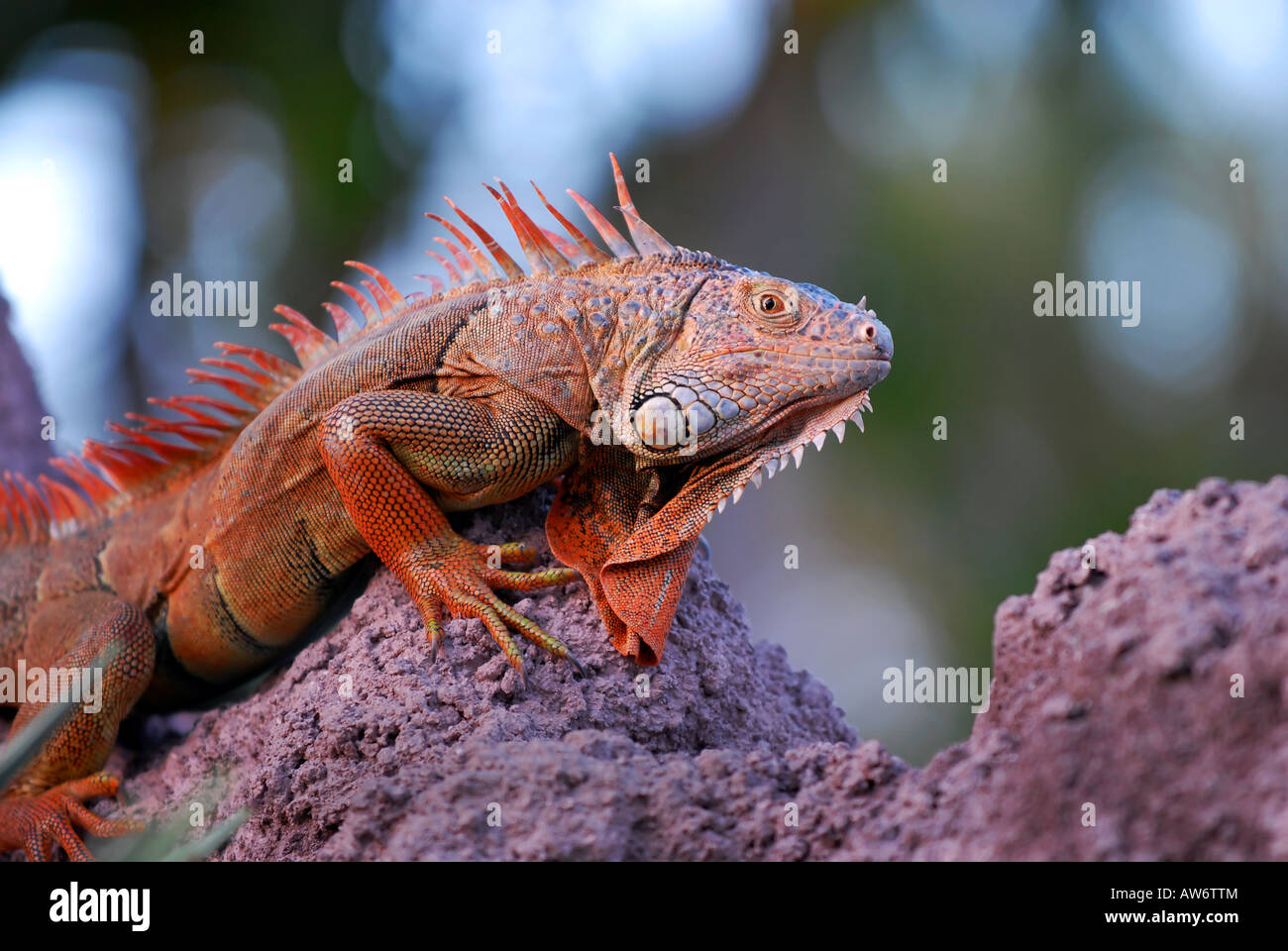 Iguana on the rocks Stock Photo