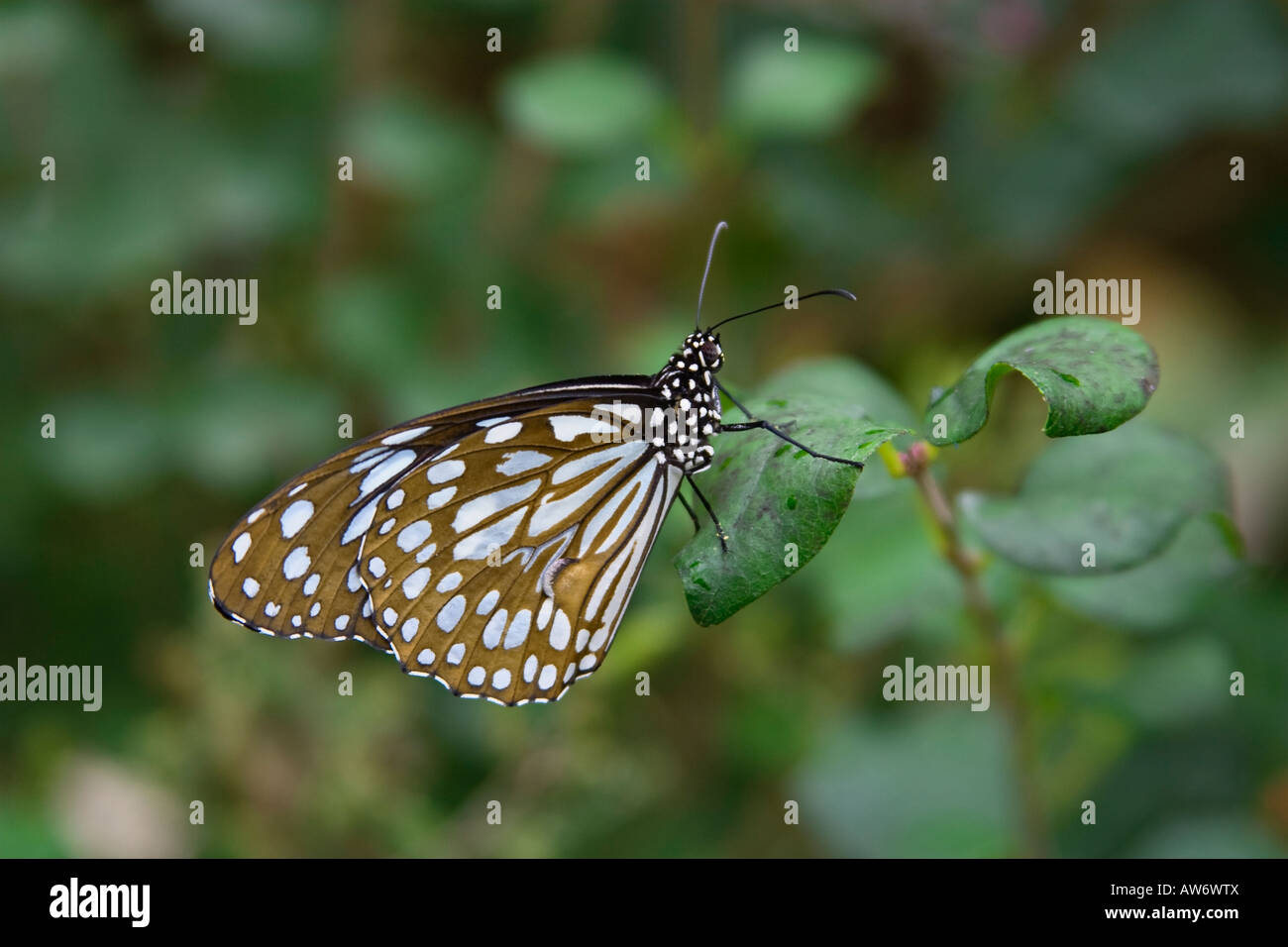 Blue Glassy Tiger butterfly Stock Photo