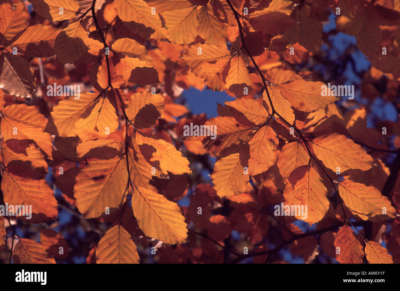 AUTUMN leaves Stock Photo