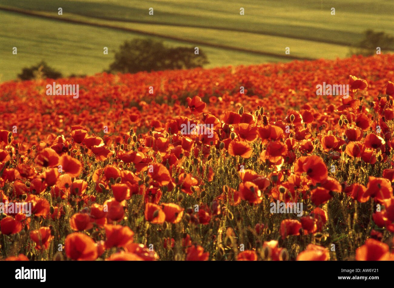 SUMMER poppies Stock Photo