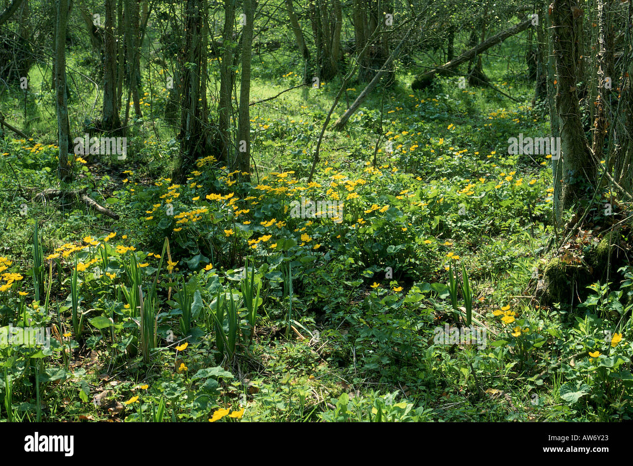 SUMMER WOOD Stock Photo