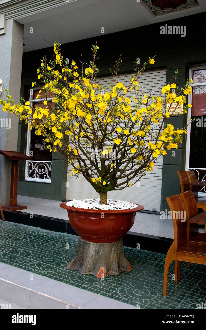 Yellow apricot blossom in pots adorn the houses and businesses of South