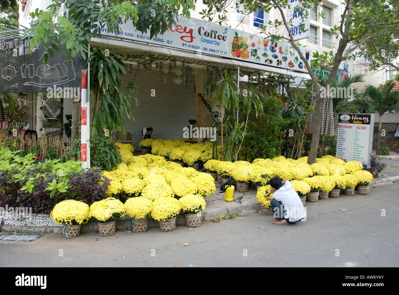 Baskets of chrysanthemums are prepared for sale at 'Tet', the Vietnamese Lunar New Year celebration Stock Photo