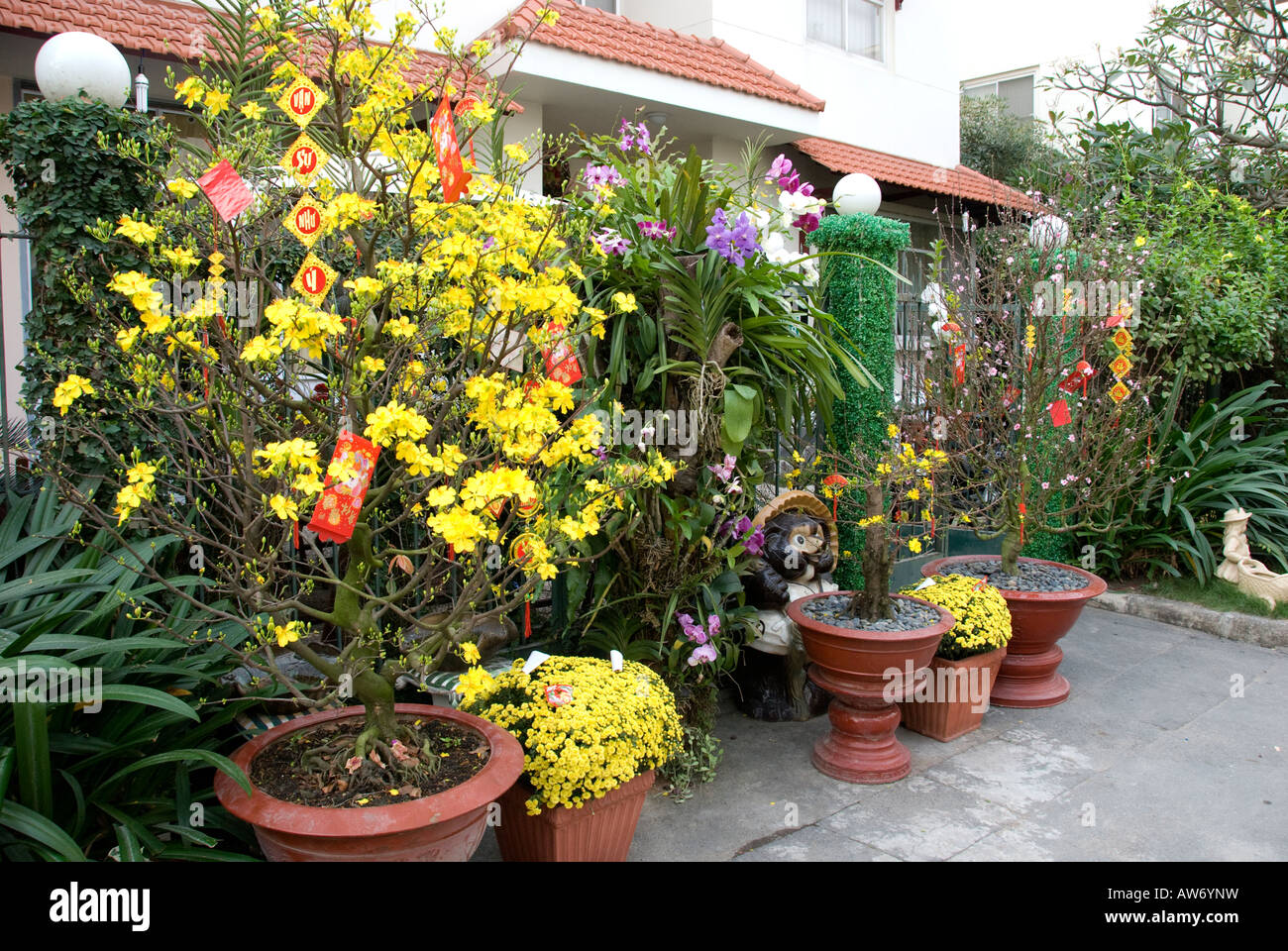 Pots of yellow apricot blossom, chrysanthemums and Good Luck cards  outside a house at 'Tet', the Lunar New Year celebration VN Stock Photo
