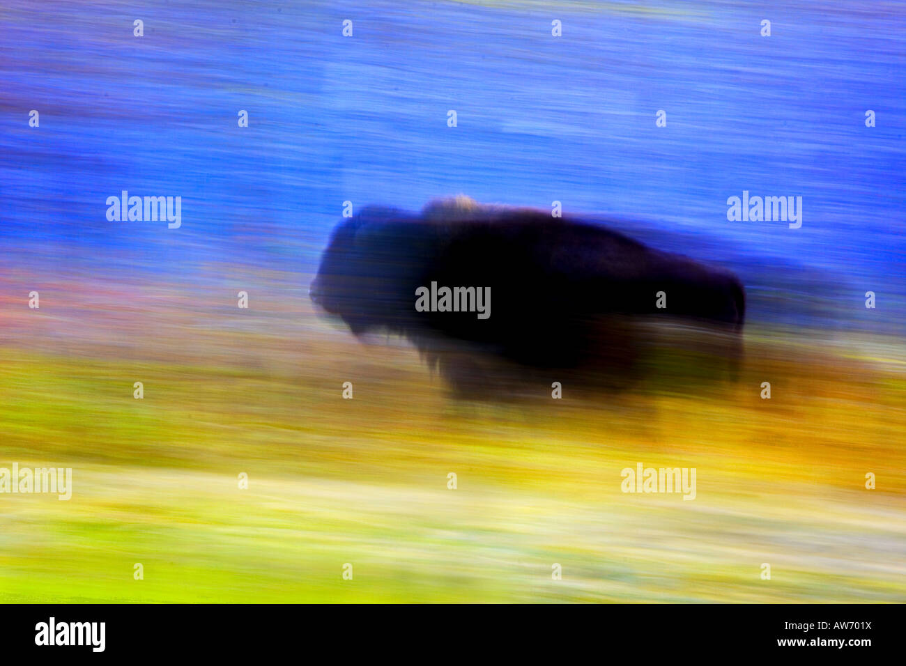 Buffalo in motion Stock Photo
